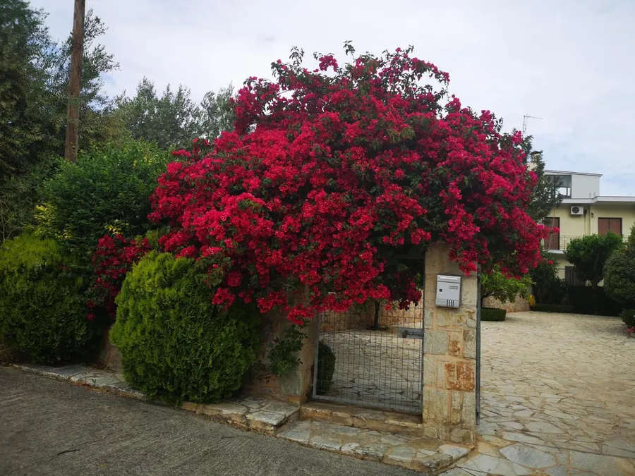 Η βουκαμβίλια στην είσοδο